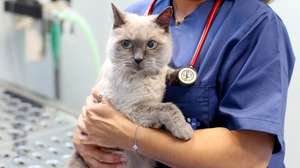 veterinário