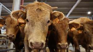 Bovinos, parte de um lote de animais que serão leiloados na Acos - Associação de Agricultores do Sul, em Beja, 25 de maio de 2023. Sem pastagens para o gado, devido à seca, e com as rações e a palha a preços altos, os criadores de bovinos do Baixo Alentejo estão a desfazer-se dos animais em leilões ou nos matadouros. (ACOMPANHA TEXTO DA LUSA DO DIA 28 DE MAIO DE 2023). NUNO VEIGA/LUSA