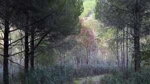 Um trilho na Herdade da Contenda