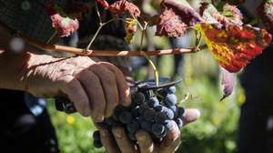 Trabalhadores participam nas vindimas numa quinta em Monção, Viana do Castelo, 27 de setembro de 2022. Segundo dados da Comissão de Viticultura da Região dos Vinhos Verdes (CVRVV), a sub-região de Monção e Melgaço tem uma área total de 45 mil hectares, 1.730 dos quais cultivados com vinha, sendo que a casta Alvarinho ocupa cerca de 1.340 hectares. (ACOMPANHA TEXTO DA LUSA DO DIA 28 DE SETEMBRO DE 2022). JOSÉ COELHO/LUSA
