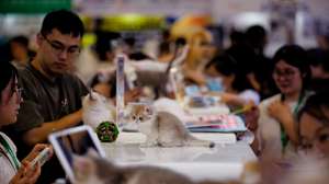 epa12316641 Visitors look at cats on display at Pet Fair Asia 2025 in Shanghai, China, 22 August 2025. The 27th edition of Pet Fair Asia, one of the largest pet industry exhibitions globally and the largest in the Asia-Pacific region, is scheduled to take place in Shanghai from 20 to 24 August. The event features over 2,500 exhibitors showcasing the latest advancements in pet care products and services.  EPA/ALEX PLAVEVSKI