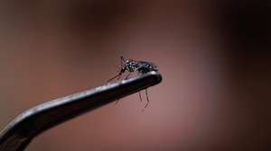 epa11202843 A view of a dengue-transmitting mosquito (Aedes aegypti) in Sao Paulo, Brazil, 06 March 2024. Authorities in Sao Paulo, Brazil's most populous city, incorporated a new drone patrol on 05 March to combat the explosion of dengue cases in the region, which declared a state of emergency due to the spread of the disease.  EPA/Isaac Fontana