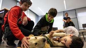 Um projeto de cães de assistência em curso desde dezembro de 2022 ajudou seis alunos com dificuldades da Escola Secundária Inês de Castro, a melhorar as notas, assiduidade e comportamento, Vila Nova de Gaia, Porto, 28 de abril de 2023. A Lusa acompanhou uma hora na vida de cinco dos seis alunos que, voluntariamente, ao início da tarde de sexta-feira, prescindem da brincadeira para aprender com os cães da associação Ânimas e participam no projeto “Confia”, desta vez interagindo com o Zazu, um golden retriever de dois anos. (ACOMPANHA TEXTO DE 30 DE ABRIL DE 2023). JOSÉ COELHO/LUSA