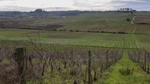 Vinhas que podem ser afetadas pelo atual projeto de alta velocidade, que atravessa uma longa mancha de vinha da região, pode pôr em causa marcas que são o “carro chefe” de um grupo ou empresa de vinhos da Bairrada, Anadia, Aveiro, 9 de janeiro de 2024. “[O projeto de alta velocidade] pode ser determinante para que possam desaparecer marcas, marcas que temos que são dependentes da existência desta ou daquela vinha e que podem desaparecer por desaparecerem as condições de produção que existem”, disse à agência Lusa Pedro Soares, presidente da Comissão Vitivinícola da Bairrada (CVB). (ACOMPANHA TEXTO DE 11 DE JANEIRO DE 2024). PAULO NOVAIS/LUSA