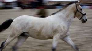 Feira do Cavalo