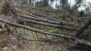 Árvores derrubadas devido após passagem da tempestade Kristin, em Pedrógão Grande, 25 de março de 2026. O território marcado pela passagem do incêndio de Pedrógão Grande em 2017 está preocupado com a aproximação do verão, depois de a tempestade de janeiro ter deixado centenas de quilómetros de caminhos florestais impedidos e mais combustível no terreno para arder. (ACOMPANHA TEXTO DA LUSA DO DIA 27 DE MARÇO DE 2026). PAULO NOVAIS/LUSA