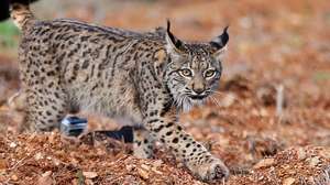 O lince macho "Ouriço" é posto em liberdade no Parque Natural do Vale do Guadiana, solta que é integrada na quarta época de reintrodução da espécie em Portugal, Serpa, 01 de março de 2018. NUNO VEIGA/LUSA