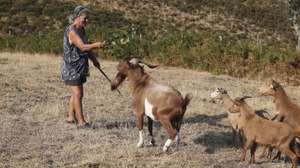 A pastora Elsa Claro, com algumas cabras do rebanho que limpam os terrenos junto à aldeia de xisto de Aigra Velha, onde o fogo não chegou, devido também à ajuda de bombeiros e dos filhos que trocaram aquilo que seria o almoço do 64.º aniversário da pastora pelo combate às chamas, em Góis, Serra da Lousã, 22 de agosto de 2025. A aldeia de Aigra Nova foi cercada de chamas no final da tarde de 15 de agosto, depois de uma mudança repentina na direção da frente do fogo que começou no Candal, mas depois do rescaldo já se pensa no futuro, dando uso à maternidade de folhosas que escapou ao fogo e criando um rebanho comunitário. (ACOMPANHA TEXTO DA LUSA DO DIA 25 DE AGOSTO DE 2025). PAULO NOVAIS/LUSA