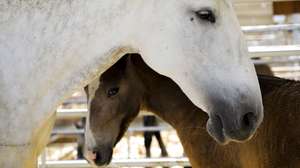 Cavalos lusitanos em exposição na Feira Nacional da Agricultura dedicada à temática da água, que hoje foi visitada pelo presidente do PSD, Rui Rio, Santarém, 9 de junho de 2021. PAULO CUNHA/LUSA