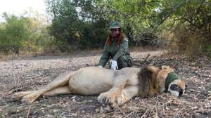Uma funcionária do Parque Nacional da Gorongosa posam junto de um leão, durante o dia internacional do Fiscal de Florestas e Fauna Bravia, na Gorongosa, Moçambique, 31 de julho de 2024. LUÍSA NHANTUMBO/LUSA