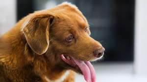 epa10625881 Bobi, world&#039;s oldest dog ever, looks on during birthday party after turning 31, in rural village of Conqueiros, Leiria, central Portugal, 13 May 2023. Bobi, a purebred Rafeiro do Alentejo born in 1992 was declared by Guinness World Records as the world&#039;s oldest dog ever two months ago. Bobi&#039;s owner kept him in secret as a child after his parents said they could not keep the litter of new pups and he attributes his longevity to a diet of human food.  EPA/PAULO CUNHA