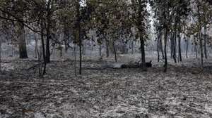 Área ardida pelo incêndio florestal que deflagrou ao final da tarde de segunda-feira em Rebordões, no concelho de Santo Tirso, e que chegou a ter mais de 200 homens apoiados por mais de 70 viaturas no combate a quatro frentes ativas, queimaram mil hectares de mato e floresta, 20 de agosto de 2026. (ACOMPANHA TEXTO). ESTELA SILVA/LUSA