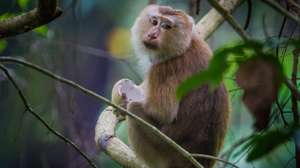 Macaco