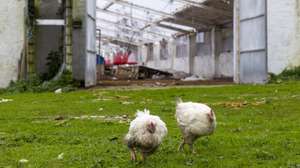 Duas galinhas junto às instalações destruídas da empresa agroindustrial e de nutrição animal, "Aviliz", devido aos efeitos das depressões Kristin, Leonardo e Marta, que provocaram dezoito mortos e também muitas centenas de feridos e desalojados, em Leiria, 16 de fevereiro de 2026. JOSÉ SENA GOULÃO/LUSA    (ACOMPANHA TEXTO DE 19 DE FEVEREIRO DE 2026)