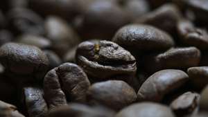 epa12287481 View of coffee beans on a plantation in a rural area in Brasilia, Brazil, 06 August 2025. The Brazilian coffee industry association stated that China does not currently offer an immediate solution to the foreseeable drop in sales to its primary market following the entry into force of 50 percent tariffs imposed by the United States on several Brazilian products.  EPA/Andre Borges