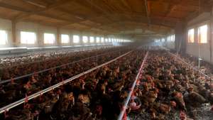 Mais de cem mil frangos do campo saem semanalmente da empresa Campoaves, em Oliveira de Frades para a mesa dos portugueses, depois de um processo de criação lento, feito ao ar livre e à base de cereais,  Vouzela 26 de de Janeiro de 2013. (ACOMPANHA TEXTO)  NUNO ANDRE FERREIRA/LUSA