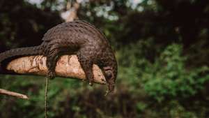 epa08891316 (07/39) A pangolin captured by hunters in the Ituri rainforest, in Mambasa territory, Democratic Republic of the Congo, 19 October 2020. The risk of a new pathogen coming in contact with human populations is increased in areas with high biodiversity like Congo. Over 72 percent of the country lives on less than USD 1.90 a day, which makes free sources of food like hunting essential in parts of the country where hunting and fishing are a viable option. Human populations come into contact with animals and pathogens during activities such as hunting for food or the exotic animal trade and deforestation. With deforestation and habitat loss, animals are more likely to move into new areas and come into contact with human beings for the first time. Humans living in these high-risk areas have a far greater chance of becoming a 'patient zero' for virus spillover than elsewhere. The exotic animal trade is also an attractive source of revenue as Congo still hosts many exotic animals, including pangolins, the mammal suspected to be a secondary host for COVID-19 before it spilled over into the human population. There exists a precarious situation where conservation is a losing battle due to governance factors, and Congo’s biodiversity posits a distinct likelihood for a new virus to jump from an animal to a human population. Mammals alone are estimated to host at least 320,000 undiscovered viruses.  EPA/Hugh Kinsella Cunningham ATTENTION EDITORS / MANDATORY CREDIT : This story was produced in partnership with the Pulitzer Center -- For the full PHOTO ESSAY text please see Advisory Notice epa...