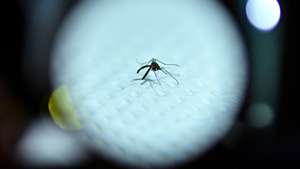 epa12311689 (FILE) - The Aedes aegypti mosquito, responsible for the transmission of dengue, in a laboratory in Brasilia, Brazil, 29 February 2024 (reissued 20 August 2025). The World Mosquito Day was established to commemorate the British physician Sir Ronald Ross, who demonstrated the link between mosquitoes and the transmission of malaria in 1897. It helps raise awareness of the ongoing threat of malaria and other mosquito-borne diseases.  EPA/ANDRE BORGES