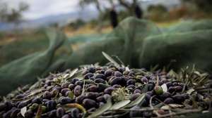 Apanha da azeitona em Valpaços, Vila Real, 9 de novembro de 2023. Dois anos consecutivos de quebra de produção de azeite preocupam os produtores de Valpaços, concelho onde a agricultura é a base da economia e se cruzam técnicas tradicionais com as mais modernas de apanha de azeitona. (ACOMPANHA TEXTO DO DIA 12 DE NOVEMBRO DE 2023). JOSÉ COELHO/LUSA