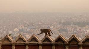 epaselect epa11264204 A monkey scales a wall as air pollution engulfs the Kathmandu Valley in Kathmandu, Nepal, 07 April 2024. Nepal&#039;s capital Kathmandu is ranked among the world&#039;s most polluted cities, with PM2.5 levels reaching 169 micrograms per cubic meter on 07 April, according to IQ AirVisual, a Swiss group that collects air-quality data daily from around the world.  EPA/NARENDRA SHRESTHA