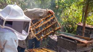 epa11255769 Beekeepers collect honey on a farm in Tuxtla Gutierrez, Chiapas state, Mexico, 02 April 2024. Indigenous families have adopted new agroecological methods in their farms not only to optimize their profits but also to control the effects of climatic change in their locations and to protect the bees in the southwest of Mexico, where 2000 bee species have been registered, 10% of species in the world, according to researchers of the South Frontier College.  EPA/CARLOS LOPEZ