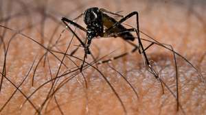 epa11908503 An Aedes aegypti mosquito, responsible for the transmission of the Dengue virus, in Brasilia, Brazil, 13 February 2025 (issued 19 February 2025). The government of the Brazilian state of Sao Paulo, the most populous in the country, decreed a health emergency on 19 February due to the rapid increase in cases of dengue fever, and announced new investments to combat the transmission of the virus.  EPA/Andre Borges