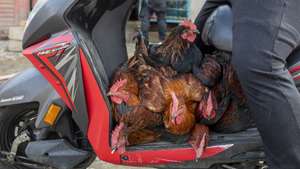 epa10452176 A man transports chicken on a motorscooter to the chicken market in Kathmandu, Nepal, 07 February 2023. Cases of bird flu, or avian influenza, infections have been confirmed in three places in the Kathmandu Valley, according to the Ministry of Agriculture and Livestock Development (MoALD), causing a drop in sales of chicken in the valley after the spread of the flu news.  EPA/NARENDRA SHRESTHA