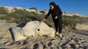 Um osso de baleia presumivelmente com milhares de anos, de acordo com um paleontologista da Universidade de Coimbra (UC), foi hoje identificado na praia de Buarcos, a norte da cidade da Figueira da Foz, 23 de dezembro de 2026. O osso pélvico, perfeitamente assimétrico, com cerca de 1,5 metros de comprimento por um metro de largura e centenas de quilos de peso, foi descoberto a meio da tarde de hoje na chamada praia da Pedra Grande, por Sílvia Curado (na fotografia), cientista portuguesa radicada nos EUA, que ali passeava acompanhada de familiares, constatou a agência Lusa no local. (ACOMPANHA TEXTO). JOSÉ LUÍS SOUSA/LUSA