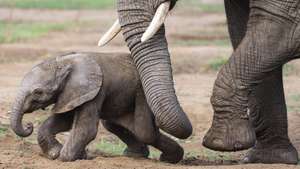 epa10145074 A newborn African elephant walks with its mother Kwanza as they join the herd in their enclosure in Sosto Zoo in Nyiregyhaza, northeastern Hungary, 29 August 2022. The bull is the fourth calf that was born in Nyiregyhaza, Hungaryâ€™s only zoo so far that operates a successful breeding program of African elephants.  EPA/Attila Balazs HUNGARY OUT