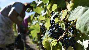 Trabalhadores durante o corte das uvas numa vindima no Dão, em Nelas, Viseu, 15 de setembro de 2020. (16 DE SETEMBRO DE 2020). NUNO ANDRÉ FERREIRA/LUSA