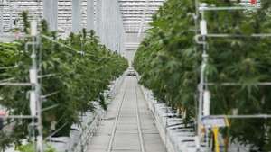 Inauguração das instalações de produção de canábis medicinal da Tilray em Portugal, em Cantanhede. JOÃO PORFÍRIO/OBSERVADOR