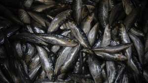 Produtores e indústria conserveira assinam acordo relativo ao abastecimento de sardinha