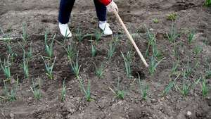 epa08364394 A man works at an allotment garden during the coronavirus pandemic in Przemysl, southeastern Poland, 15 April 2020. An allotment garden is a plot of land made available for individual, non-commercial gardening or growing food plants.  EPA/Darek Delmanowicz POLAND OUT
