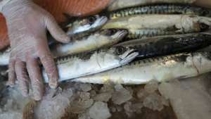 Pesca