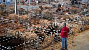 Um criador observa os animais no pavilhão do gado onde os efeitos das alterações climáticas na agricultura é o tema da edição deste ano da feira agropecuária Ovibeja, que arranca hoje, "cheia" e com "mais de mil expositores" para mostrar "todo o Alentejo deste mundo", Beja, 23 de abril de 2019. De acordo com a ACOS, estão presentes "mais de mil expositores" de diversos setores de atividade e distribuídos por vários pavilhões instalados numa área de 10 hectares do parque. (ACOMPANHA TEXTO DE 24 DE ABRIL DE 2019). NUNO VEIGA/LUSA