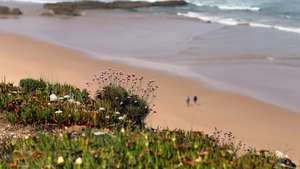 Várias espécies de plantas numa arriba da praia de Monte Clérigo, zona turistica próxima da Ponta da Atalaia, área do Parque Nacional do Sudoeste Alentejano e Costa Vicentina (PNSACV) importante para as aves e onde “habitam” 700 espécies de plantas, algumas delas exclusivas, Aljezur, 10 de maio de 2021. (ACOMPANHA TEXTO  DE 20/05/2021) NUNO VEIGA/LUSA