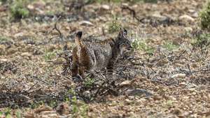 Libertação do casal de linces Sidra e Salão na serra de Alcoutim, evento integrado no projeto da reintrodução de Lince-Ibérico em Portugal, Alcoutim, 3 de maio de 2022.  LUÍS FORRA/LUSA