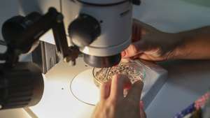 Investigadores trabalham no Laboratório de Fitossanidade (Fitolab), em Coimbra, o único laboratório nacional de sanidade vegetal com ensaios acreditados pelo IPAC (Instituto Português de Acreditação), cumprindo com o regulamento da União Europeia, para a deteção e investigação de doenças das plantas, no Instituto Pedro Nunes, Coimbra, 20 de julho de 2022. (ACOMPANHA TEXTO DE DIA 24 DE JULHO DE 2022). PAULO NOVAIS/LUSA