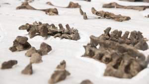 epa09615320 Fossils of the new species of armored dinosaur discovered by researchers at the University of Chile, during a event before the press, in Santiago, Chile, 01 December 2021. A team of researchers from the University of Chile found a new species of armored dinosaur after finding a complete 74 million-year-old fossil in the southern Magallanes Region, the most important discovery in Chilean paleontology along with Chilesaurus diegosuarezi.  EPA/Alberto Valdes