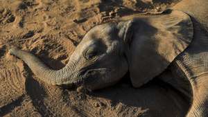 epaselect epa10240491 An rescued elephant calf plays in the sand, after some were separated with their mothers or orphaned, at the Reteti Elephant Sanctuary, in Samburu, Kenya, 12 October 2022 (Issued 13 October 2022). Reteti sanctuary, which is under the Namunyak Community Conservancy, is said to be home to Kenya&#039;s second largest elephant population. The sanctuary continues to be strained by the overwhelming rescues they need to do, due to the increasing numbers of orphaned or separated elephant calves as a direct results of the ongoing drought in East Africa. The worst drought in 40 years is now threatening the wildlife and conservation efforts in the region, as it continues to dry their pastures and water points causing a threat to an increase in human wildlife conflict. Millions of people are on the verge of starvation as families struggle to put food on the table as they experience severe drought combined with food shortages caused by the ongoing conflict in Ukraine.  EPA/DANIEL IRUNGU  ATTENTION: This Image is part of a PHOTO SET