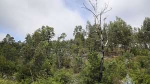 A floresta continua a crescer desordenada junto às aldeias onde o incêndio de junho de 2017 fez várias vítimas em terrenos votados ao abandono, sem qualquer gestão e onde ainda se podem observar árvores e ramos enegrecidos, Pedrógão Grande, 8 de junho de 2022 . Os incêndios que deflagraram em junho de 2017 em Pedrógão Grande e que alastraram a concelhos vizinhos provocaram a morte de 66 pessoas, além de ferimentos a 253 populares, sete dos quais graves. Os fogos destruíram cerca de meio milhar de casas e 50 empresas (ACOMPANHA TEXTO DO DIA 15 JUNHO 2022) PAULO NOVAIS/LUSA