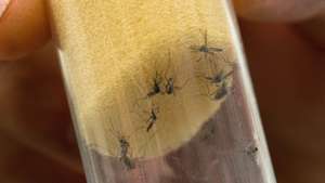 epa05152824 Aedes Aegypti mosquitos, which transmit dengue fever and Zika virus, are pictured in a jar at the International Atomic Energy Agency (IAEA) Insect Pest Control Laboratory in Seibersdorf, Austria, on 10 February 2016. Several Latin American countries searching for ways to control Zika-carrying mosquitoes have recently turned to the IAEA for help. Brazil, El Salvador and several other Central American countries have expressed interest in using technology to sterilize male mosquitoes by irradiating them to drive down populations of the insect. Experts of the IAEA and the UN have developed ways to breed millions of these insects and to expose them to a few minutes of radiation, a method that does not make the animals radioactive.  EPA/CHRISTIAN BRUNA