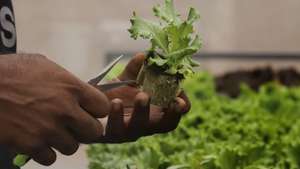 Hélder Silva, 48 anos, promotor da quinta Afroponic Purahvida, inspeciona alfaces produzidas pela técnica agrícola de aeroponia, técnica de cultivo que utiliza menos 90% de água e de terra, na cidade da Praia, ilha de Santiago, Cabo Verde, 04 de janeiro de 2023. Alface, tomate, pepino, pimentão, rúcula ou manjericão são muitos dos vegetais que saem da quinta de Hélder Silva, que introduziu em Cabo Verde a aeroponia, técnica de cultivo que utiliza menos 90% de água e de terra. (ACOMPANHA TEXTO DA LUSA DO DIA 09 DE JANEIRO DE 2023). ELTON MONTEIRO/LUSA