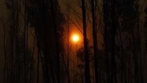Um incêndio que deflagrou pelas 13:51 na localidade de Espinheira, na base da Serra de Montejunto, e está a consumir uma zona de eucaliptos e pinheiros, Cadaval, Lisboa, 12 de julho de 2023. Segundo informação disponível na página da Proteção Civil, pelas 19:45 estavam no local 487 operacionais, apoiados por 139 viaturas e 08 meios aéreos. ANTÓNIO PEDRO SANTOS/LUSA