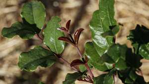 A alfarrobeira faz parte da primeira floresta Miyawaki do Algarve plantada no Algoz, por iniciativa do projecto Floresta Nativa, desenvolvida por Sónia Soares, uma bióloga com mestrado em ecologia e gestão ambiental, Algoz, 12 de maio de 2023. As florestas Miyawaki caracterizam-se por terem apenas espécies vegetais nativas da região onde são criadas. Estas plantas não são uma opção as florestas naturais, mas sim um meio de reflorestar habitats ambientais ecologicamente degradados por exemplo em meios urbanos. ( ACOMPANHA TEXTO DE 21-05-2023) LUÍS FORRA/LUSA