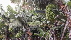 Cachos de bananas da Madeira numa exploração agrícola em Câmara de Lobos, Madeira, 15 de setembro de 2023. PAULO NOVAIS/LUSA