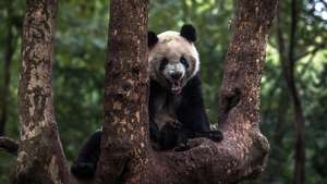 epaselect epa08041243 A giant panda sits on a tree at the Chengdu Research Base of Giant Panda Breeding, in Chengdu, China&#039;s Sichuan province, 02 December 2019 (issued 03 December 2019). Being one of the most recognizable symbols of China, giant pandas are also known for their diplomatic &#039;value&#039; and are used as China&#039;s political gifts to other countries with the term called &#039;Panda Diplomacy&#039;. According to World Wide Fund for Nature (WWF) the latest census in 2014 found that there were 1864 giant pandas alive in the wild.  EPA/ROMAN PILIPEY  ATTENTION: This Image is part of a PHOTO SET