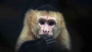 epa10969017 A white-faced monkey (Cebus capucinus) in its enclosure at the Thomas Belt Zoo in Juigalpa, Nicaragua, 10 November 2023.  EPA/Jorge Torres