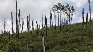 A floresta continua a crescer desordenada junto às aldeias onde o incêndio de junho de 2017 fez várias vítimas em terrenos votados ao abandono, sem qualquer gestão e onde ainda se podem observar árvores e ramos enegrecidos, Pedrógão Grande, 8 de junho de 2022 . Os incêndios que deflagraram em junho de 2017 em Pedrógão Grande e que alastraram a concelhos vizinhos provocaram a morte de 66 pessoas, além de ferimentos a 253 populares, sete dos quais graves. Os fogos destruíram cerca de meio milhar de casas e 50 empresas (ACOMPANHA TEXTO DO DIA 15 JUNHO 2022) PAULO NOVAIS/LUSA