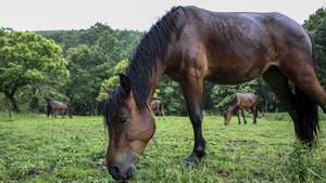 Cavalos limpam os terrenos à volta da aldeia de Alge, Figueiró dos Vinhos, 28 de maio de 2024. Em Alge, no concelho de Figueiró dos Vinhos, os cavalos são a solução para a limpeza dos terrenos à volta da aldeia. Ao início, era um casal, mas hoje já são cinco garranos de um projeto que quer crescer. (ACOMPANHA TEXTO DA LUSA DO DIA 07 DE JULHO DE 2024). PAULO NOVAIS/LUSA